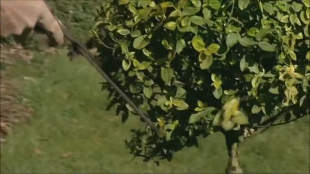 21 euonymus смотреть онлайн