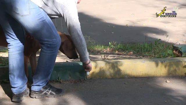 Риджбек Харви, Переходим к бытовой апортировке, ОКД смотреть онлайн