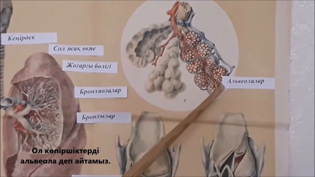 КГУ «Специальная школа-интернат №3» Учитель Сабденкулова Н.Т. Урок биологии. 8 класс. смотреть онлайн