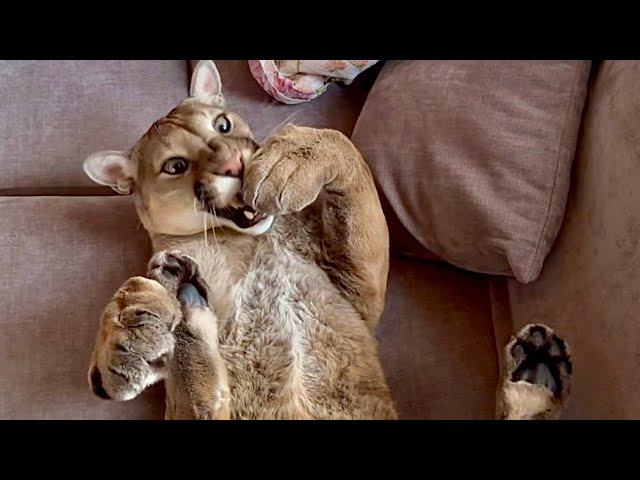 The cutest and funniest moments with puma Messi! Самые трогательные и смешные моменты с пумой Месси смотреть онлайн