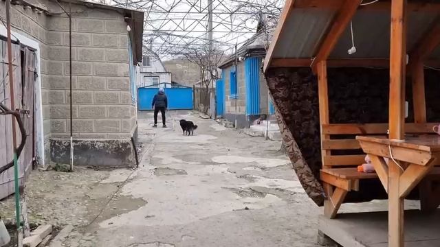 Дрова с доставкой) Жук "зажрался"! Сортирую и перебирая урожай) Пришла за платьем, Жизнь в деревне смотреть онлайн