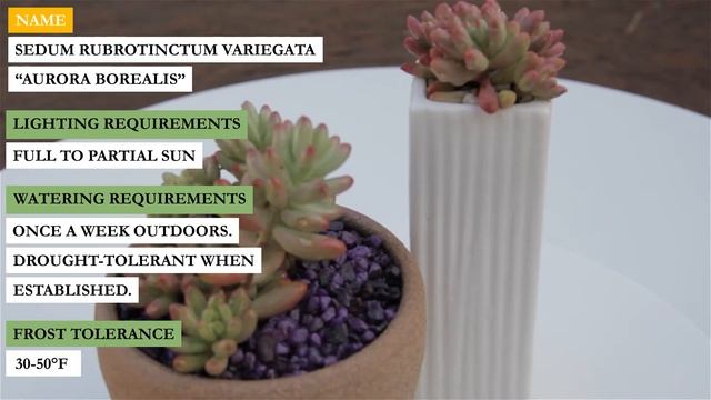 Sedum rubrotinctum variegata “Aurora Borealis” смотреть онлайн