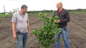 Фундук, подкормка по листу. Завязывание плодов