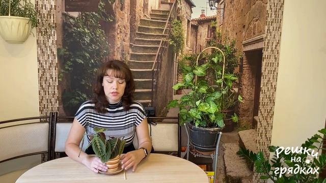 Маранта Уход в домашних условиях