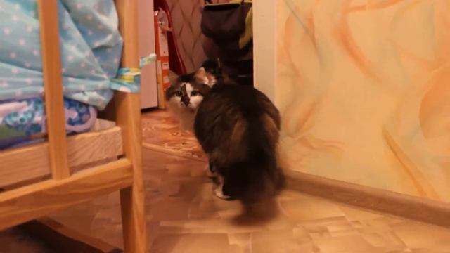 Алиса и пылесос) смотреть онлайн
