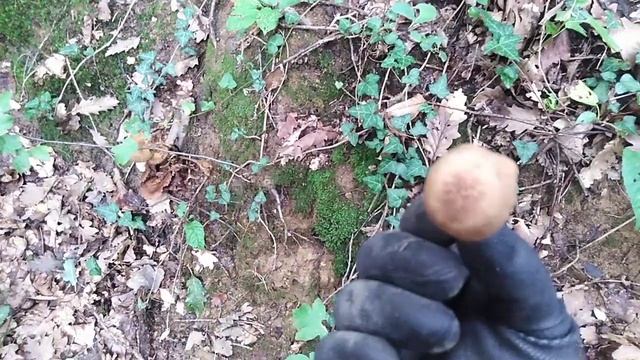 Desarmillaria tabescens (Armillaria tabescens) - Grmačica смотреть онлайн