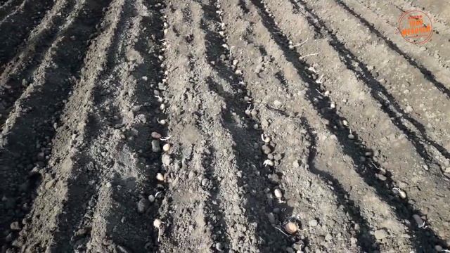 1000 МЕЛОЧЕЙ: Как быстро сажать много картофеля при помощи самодельного плужка окучника. смотреть онлайн
