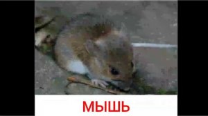 Голоса и звуки диких животных