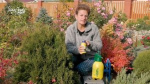 ОСЕННИЕ УДОБРЕНИЯ ДЛЯ ХВОЙНЫХ РАСТЕНИЙ. Предупреждаем весенние солнечные ожоги туи и можжевельника