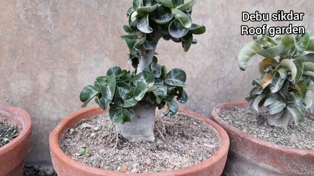 DHA Adenium.Dorset Horn Adenium.Arabicum Bonsai.online Seller