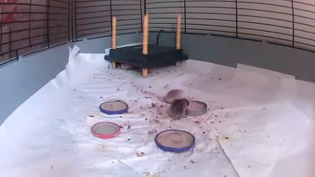 Wachtelküken 4 Tage alt hüpfen & sind top fit смотреть онлайн