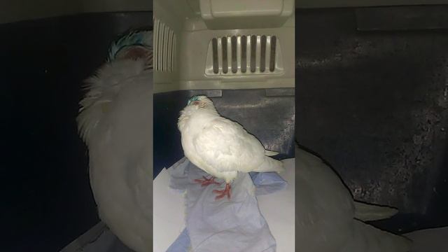 VIDEO0111 смотреть онлайн