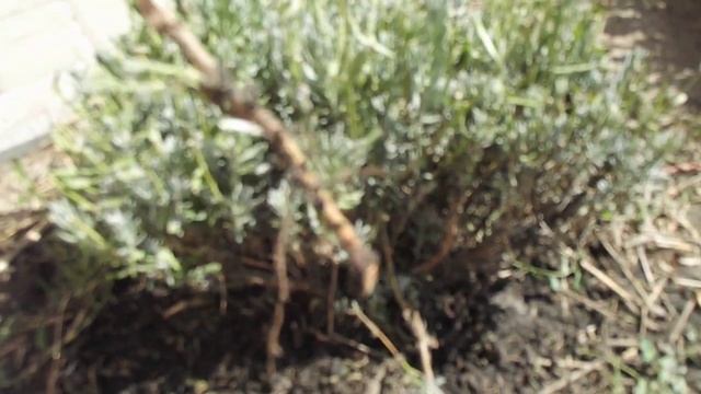 Размножение лаванды черенками путем деления куста смотреть онлайн