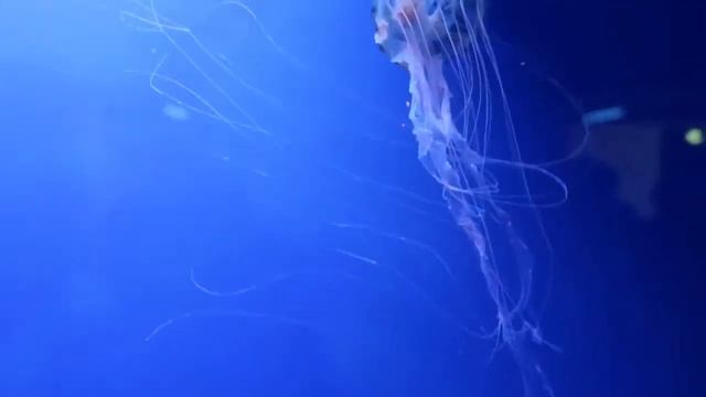 Красивые медузы в Большом Аквариуме.Beautiful jellyfish in the Big Aquarium смотреть онлайн
