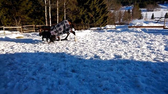 Brottningsmatch i hagen feb-14 смотреть онлайн