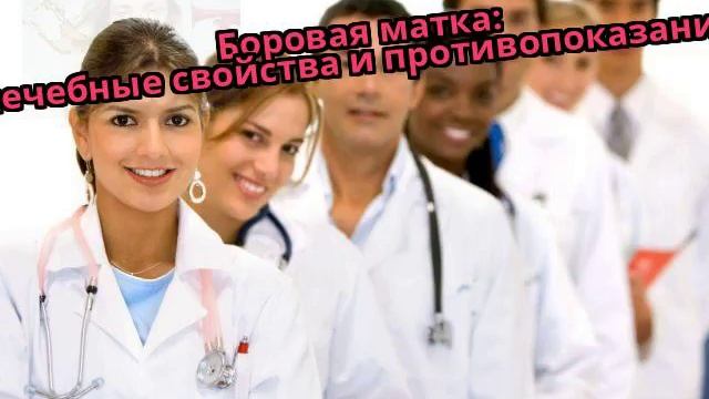 Боровая матка: лечебные свойства и противопоказания смотреть онлайн