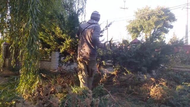 Стрижка можжевельника (ниваки), высотой 2 метра. Juniper niwaki смотреть онлайн