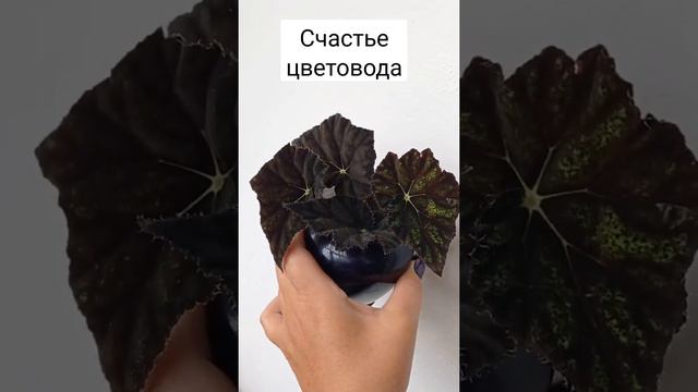 Бегония, о которой я мечтала пару лет, стала моей за пару секунд. 😊