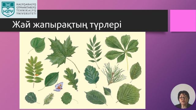 Жапырақтың морфологиялық және анатомиялық құрылысы смотреть онлайн