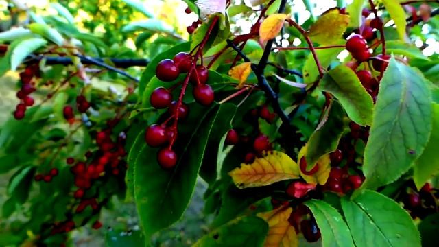 Последняя надежда лета... Людмила Иванова 13. смотреть онлайн