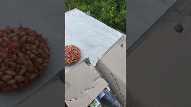 Отзыв Агромаркет. Получение саженцев. смотреть онлайн