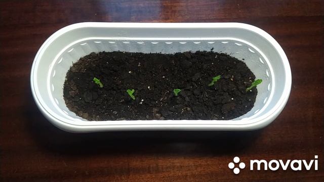 Выращивание гороха на подоконнике! / Проращивание / Уход смотреть онлайн