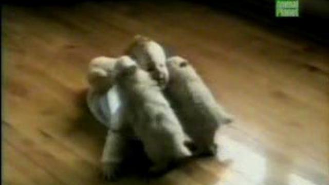 Забавные щенки