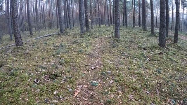 Прогулки по лесу | Через мховый лес, грибов нет. смотреть онлайн