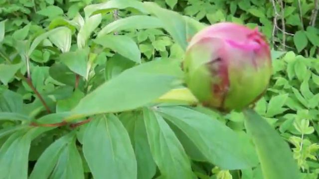 Pioen Revival смотреть онлайн