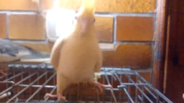 Жизнь попугаев корелла смотреть онлайн