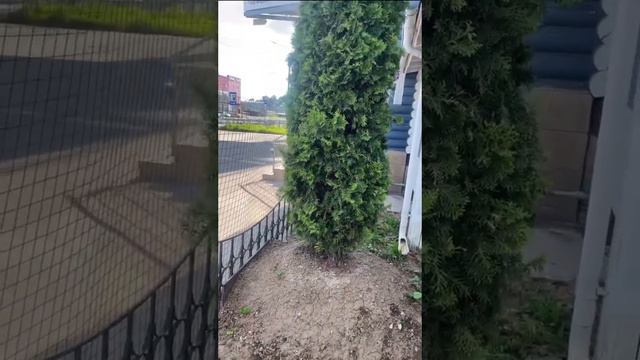 Туя западная Колумна 5м (питомник Elite Forest) смотреть онлайн