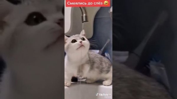 смешное видео с котиками третья часть:)