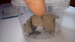 Чем Кормить Паука В Домашних Условиях Корм для Паука   Живой Корм