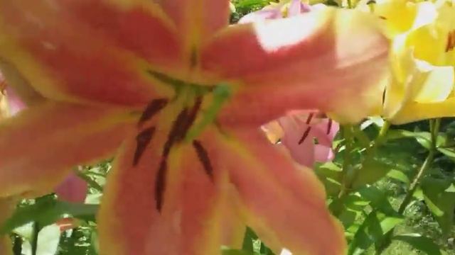 Лилии ОТ-гибриды, цветущие в Подмосковье.( Ориенпеты) смотреть онлайн