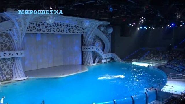 МОСКВАРИУМ: МОСКВА ВДНХ | ДЕЛЬФИНЫ И МОРСКИЕ ЖИВОТНЫЕ КОСАТКИ АКУЛЫ (Oceanarium in Moscow) смотреть онлайн