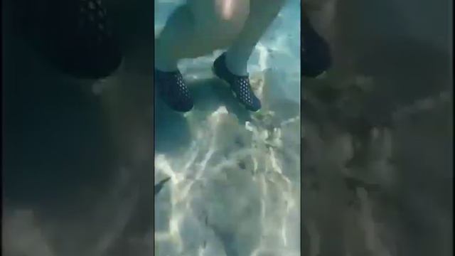 Хургада, красное море, рыбы напали прямо у берега... смотреть онлайн