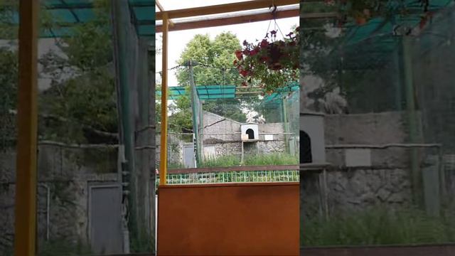 Giraffe смотреть онлайн