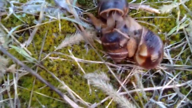 Виноградные улитки смотреть онлайн