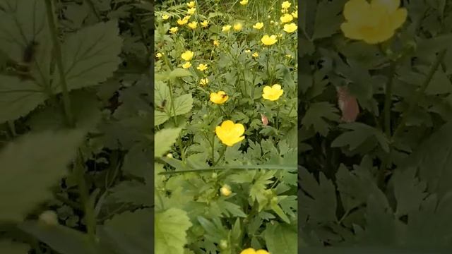 Лютик золотой, солнцем налитой смотреть онлайн
