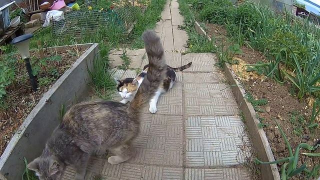 как приманить кошку кошек рыбка не нужна смотреть онлайн