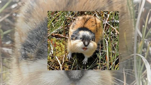 Кто такой Лемминг смотреть онлайн