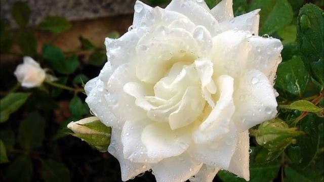 Marie José " Roses blanches de Corfou " 1962 смотреть онлайн