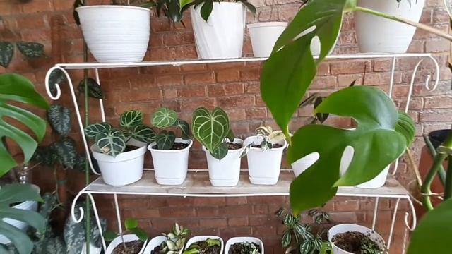 House Plant Tour, 60 Jenis Tanaman di Garasi Bude Horas смотреть онлайн