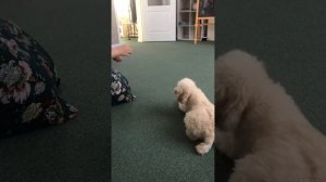 Дрессировка нашего пуделя