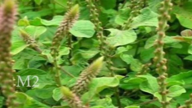 ಉತ್ತರಾಣಿ: ಇವಳು ಸರ್ವ ರೋಗ ನಿವಾರಿಣಿ..! Health benefits of Uttarani plant/Apamarga patram// M2 смотреть онлайн