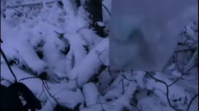 04.12.16 Зимний лес, следы на снегу, чай на сухом топливе. смотреть онлайн