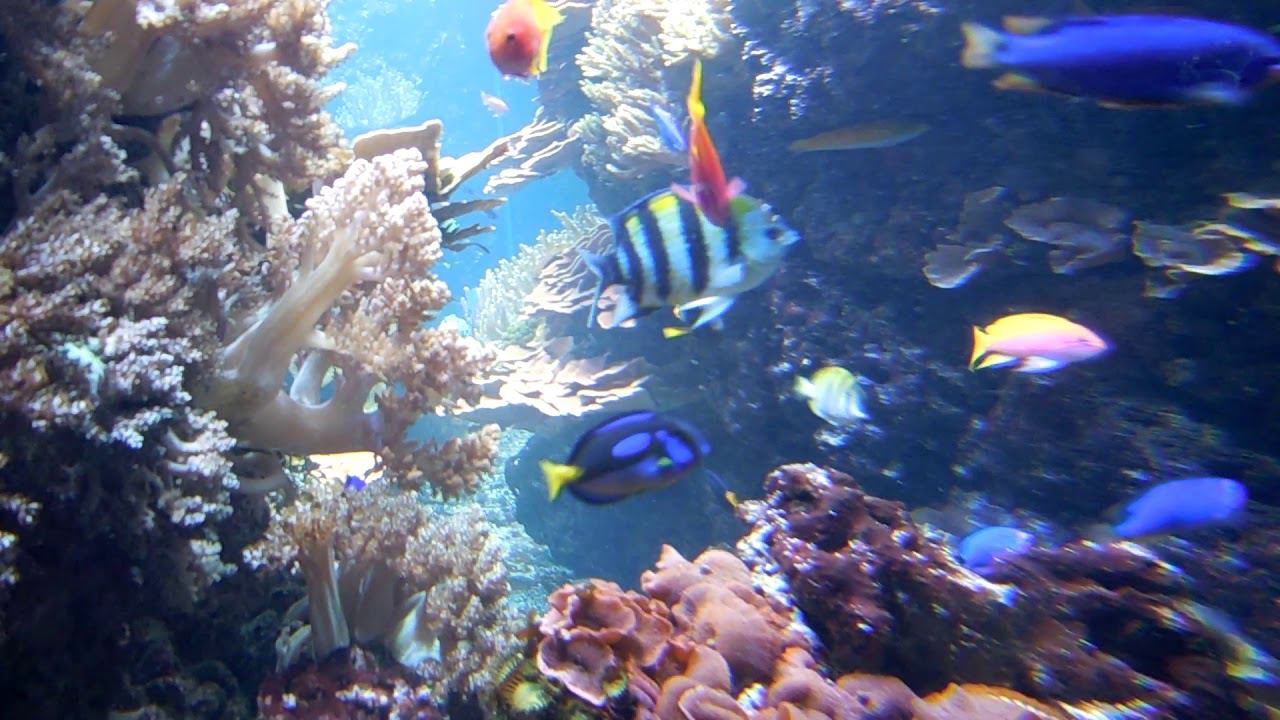 Aquarium Berlin. Берлинский аквариум смотреть онлайн