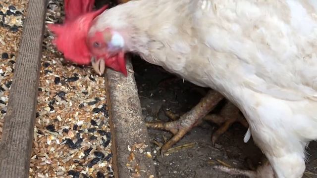 Чем Кормить Курей и результат кормления! смотреть онлайн