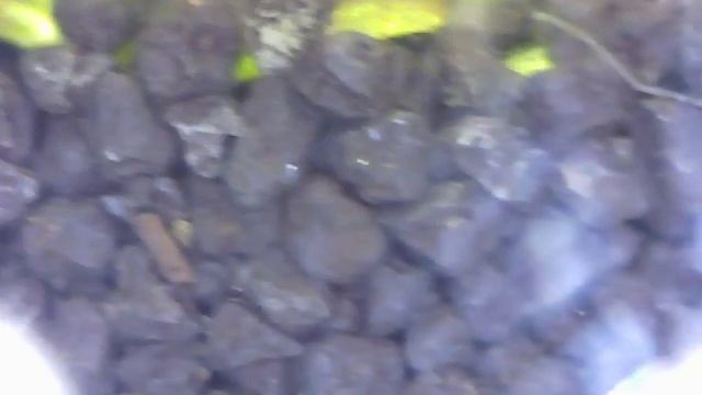 живность в грунте аквариума смотреть онлайн
