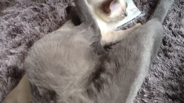 iPhone 4S Movie Ragdoll Kitten & Russian Blue ねこを撮ってみた смотреть онлайн